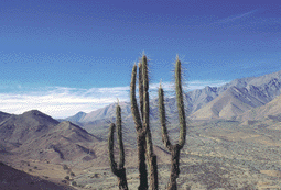 Insider-Tipps von FERNWEH zu Chile