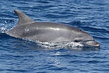 Delfine in der Adria