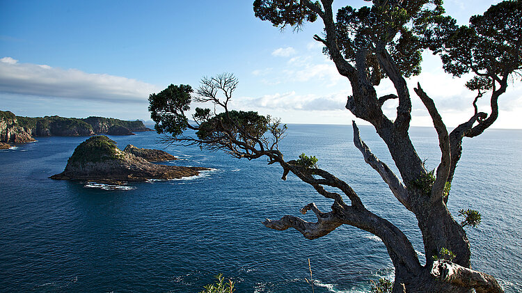 Bäume im Vordergrund, dahinter Meer und Küste