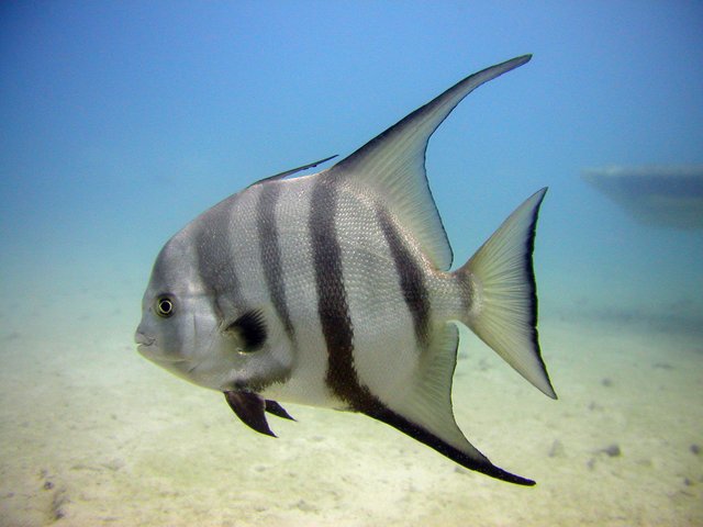 Unterwasserwelt Aruba