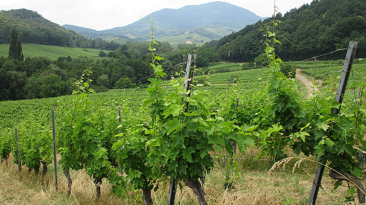 Weinstöcke im Elsass