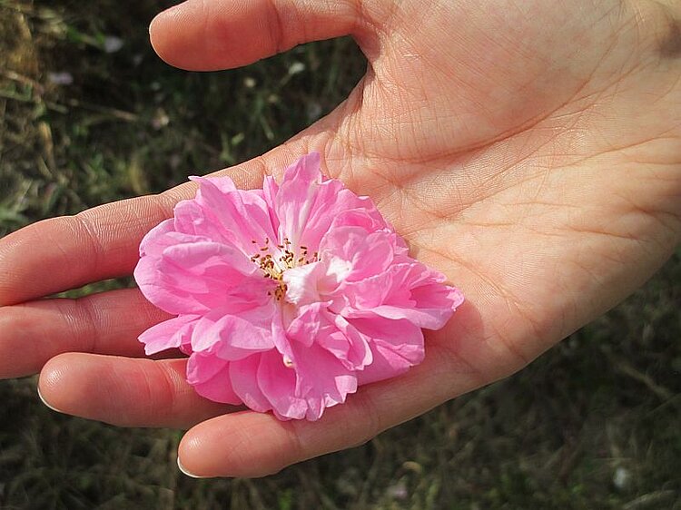 Parfümpflanze Grasse Internationales Museum der Parfümerie