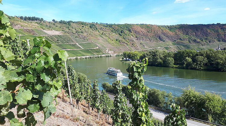 Blick auf die Mosel