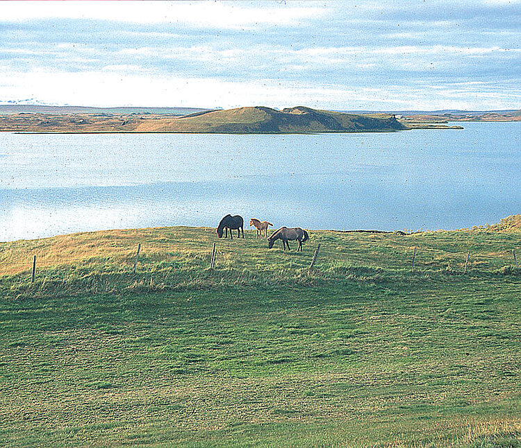 See Mývatn auf Island