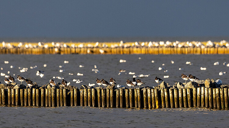 Zugvögel im Watt
