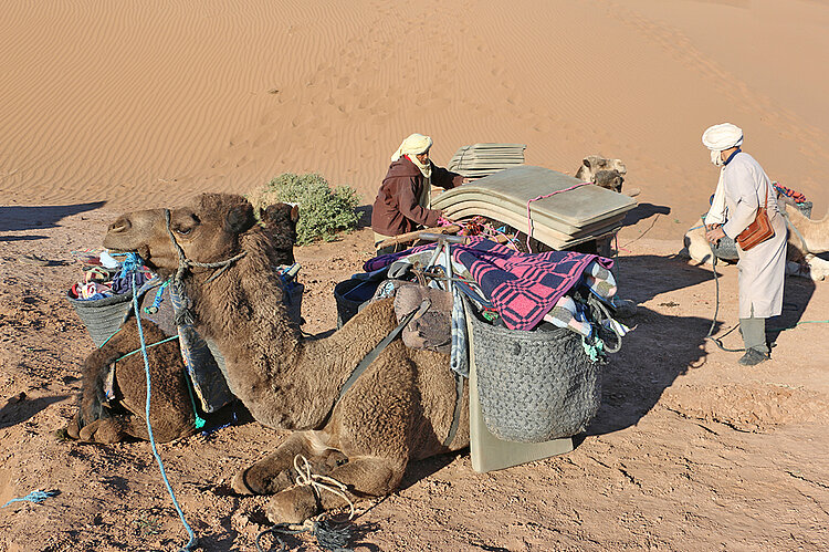 Sahara Marokko Trekkingcamp Dromedare