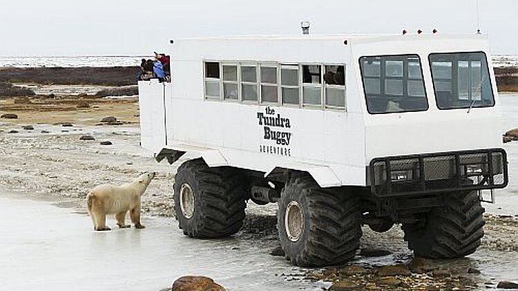 Tundra-Buggy und Eisbär an der Hudson Bay bei Churchill