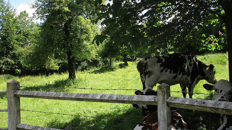Kühe auf einer Apfelbaumwiese