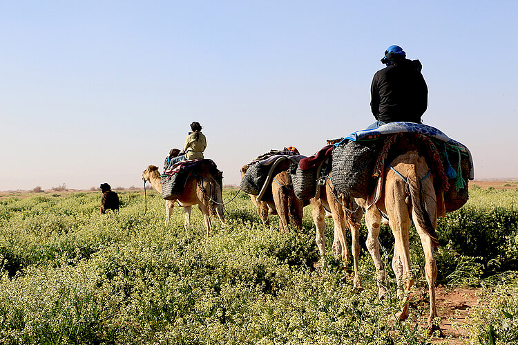 Südmarokko Sahara Öl-Raukenfeld