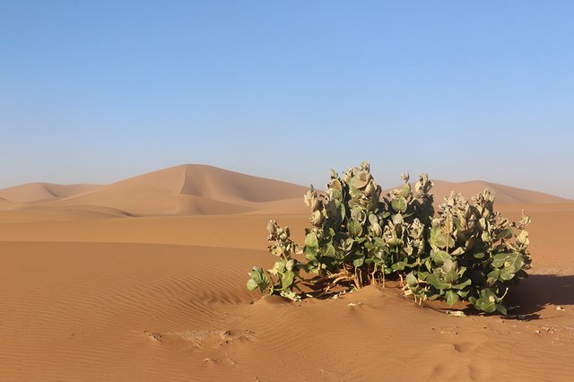 Oscherbaum Sahara Marokko