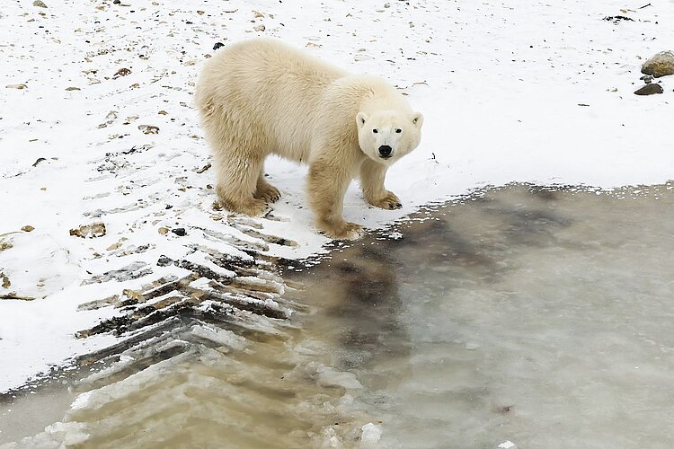 Eisbär in Churchill Hudson Bay