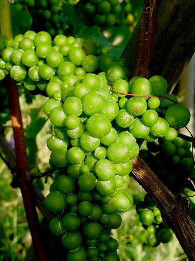 Weinrebe in Weinfranken