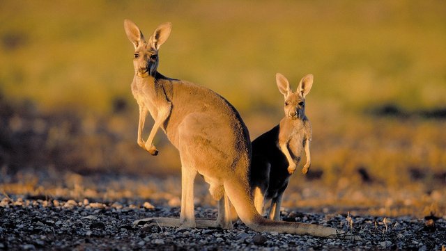Känguru Känguru