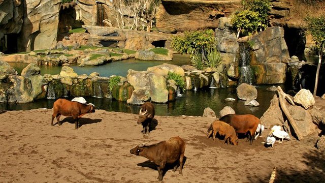 Bioparc Valencia 