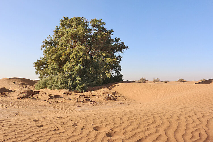 Tamariske in der Sahara