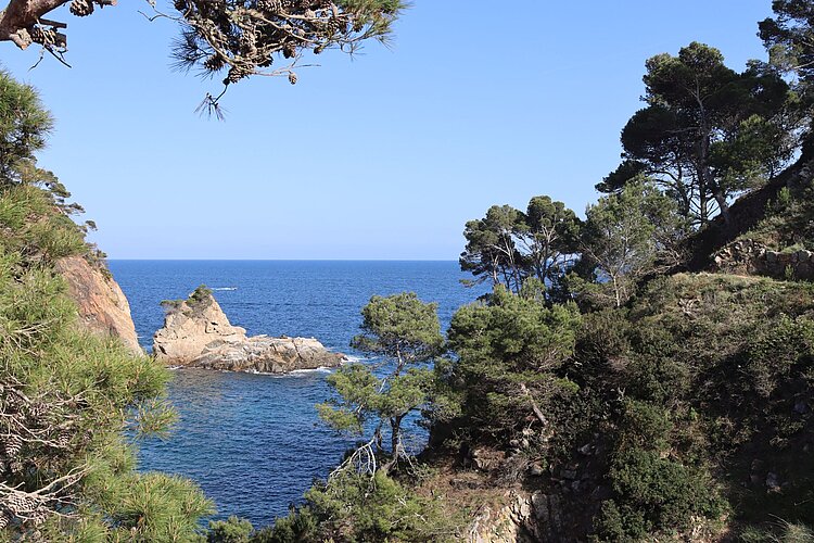 Steilküste und Pinienwald entlang des Camí de Ronda an der Costa Brava
