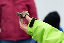 Wattwandern, Cuxhaven