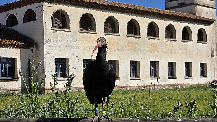 Beringter Waldrapp im Schutzprojekt Ibis Ermità im Empordà