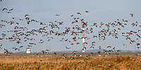 Zugvogeltage in Cuxhaven 