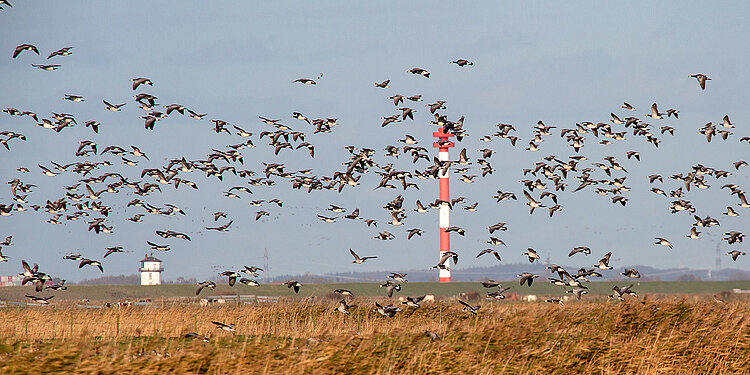 Zugvogeltage in Cuxhaven 
