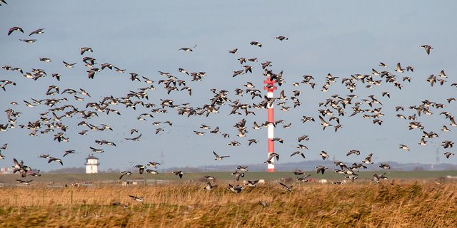 Zugvogeltage in Cuxhaven