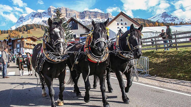 Geschmücktes Pferdegespann, Dolomiten
