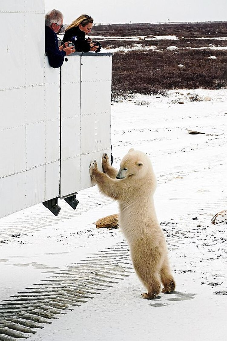 Eisbär mit Allrad-Bus an der Hudson Bay