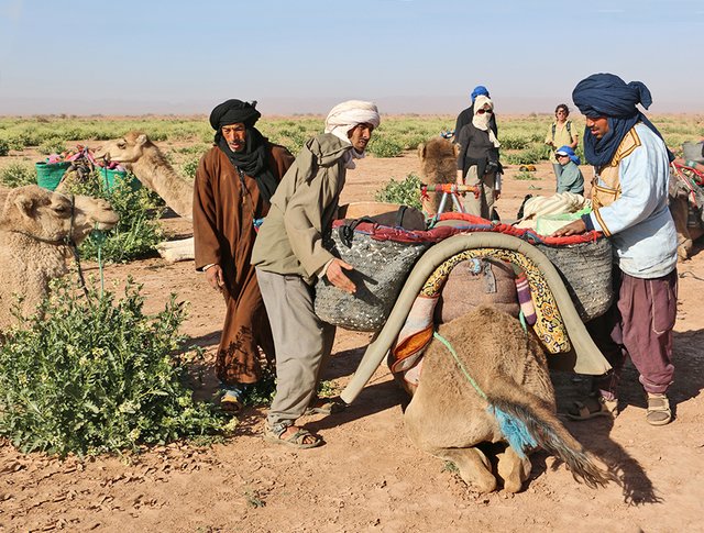Marokko Sahara Dromedar
