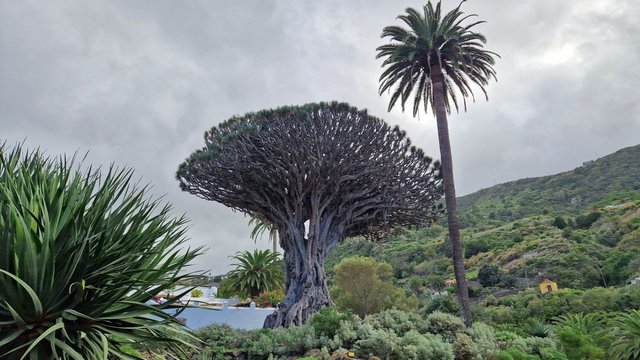 Drachenbaum von Icod de los Vinos auf Teneriffa Drachenbaum von Icod de los Vinos auf Teneriffa