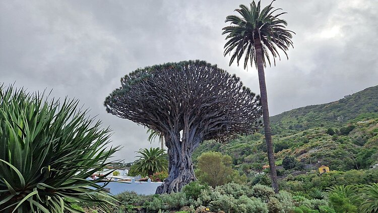 Drachenbaum von Icod de los Vinos auf Teneriffa