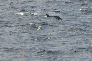 Delfine im Atlantik, Azoren