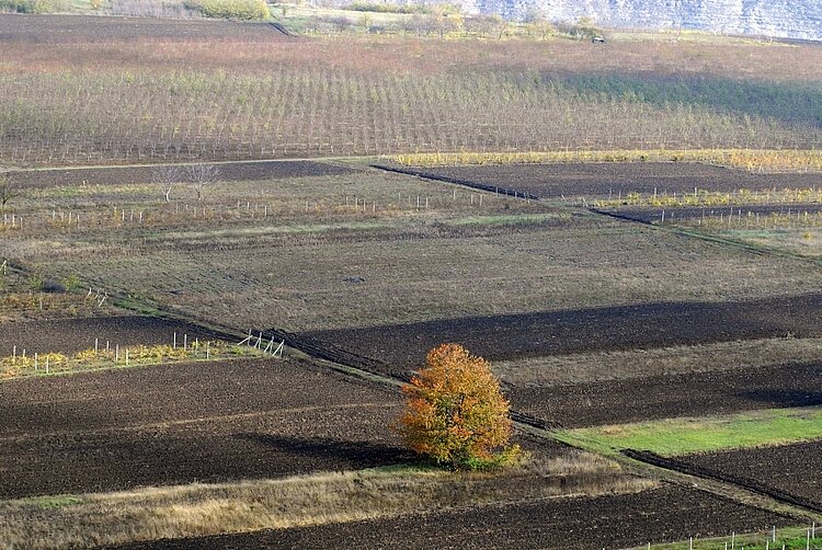 Fruchtbare Schwarzerde