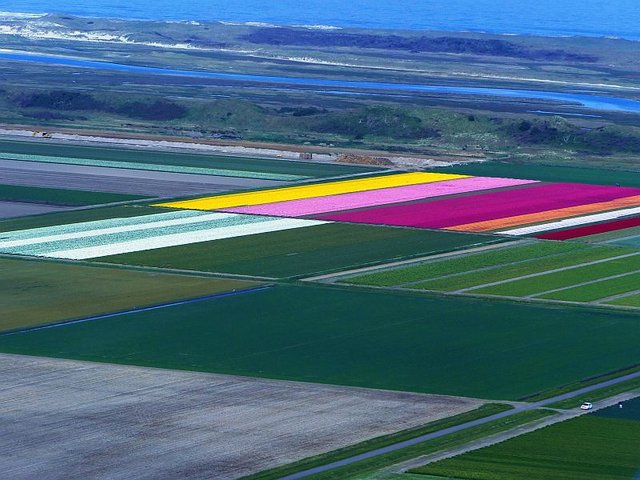 Tulpenfelder auf Texel