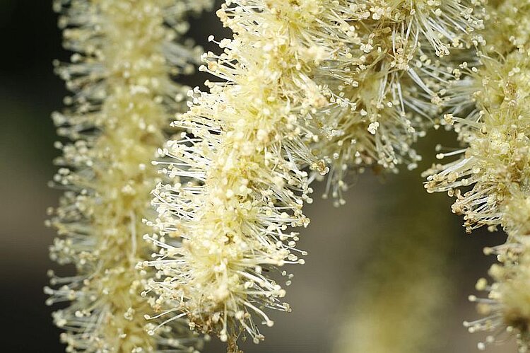 Blütenstand einer Kastanie