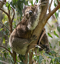 Koala 