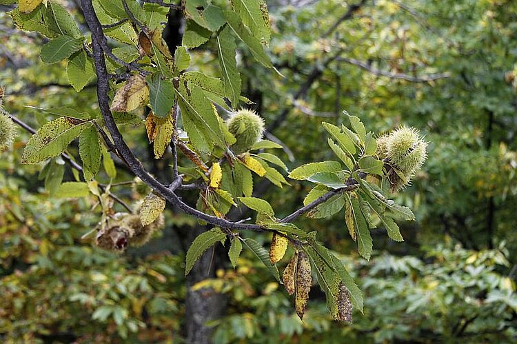 Edelkastanie Ardèche