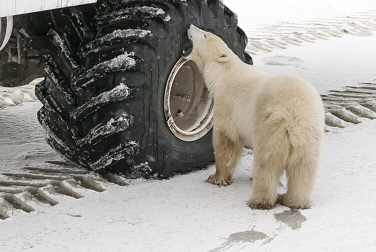Eisbär an der Hudson Bay in Curchill, Kanada