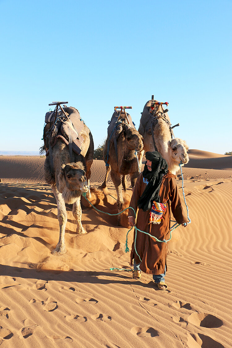 Marokko Sahara Dromedare