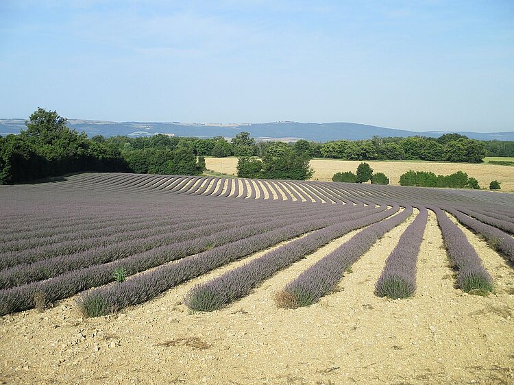 Lavendelfelder von Banon in der Provence