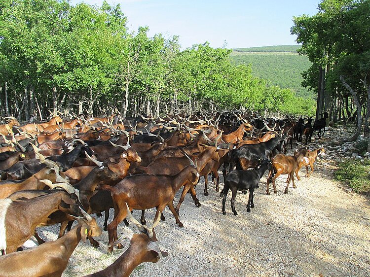 Rove-Ziegen in der Provence