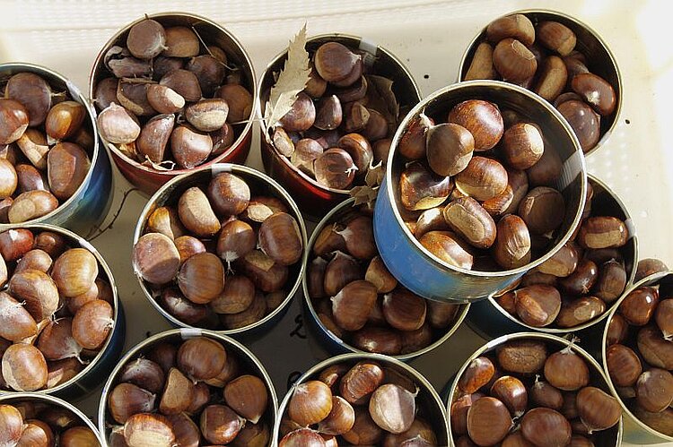 Qualitätsprüfung der Kastanien