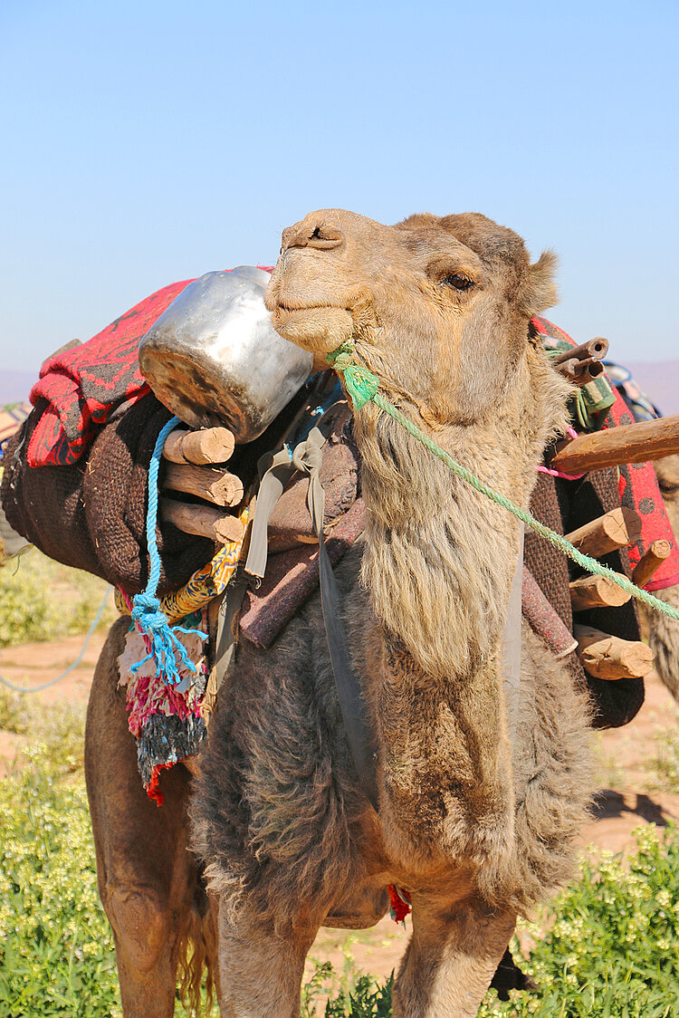 Kamele in Marokko