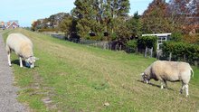 Schafe auf dem Deich von Stavoren