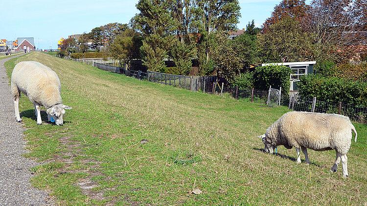 Schafe auf dem Deich von Stavoren