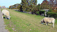 Schafe auf dem Deich von Stavoren