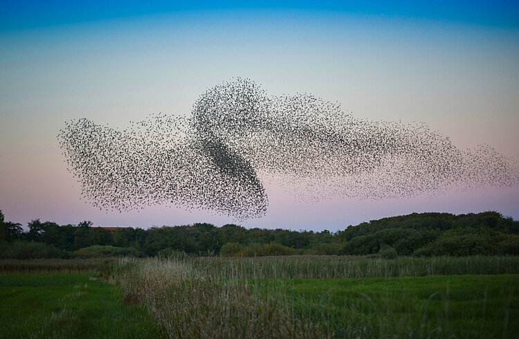 Naturschauspiel „Sort Sol“ im dänischen Ribe