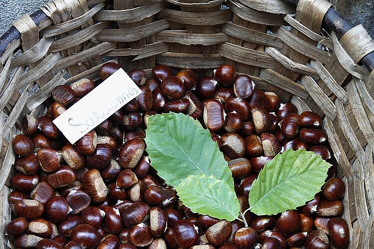 Kastanien in der Ardèche in Frankreich