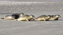 Seehundbänke im niederländischen Wattenmeer