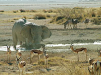 Elefanten Etosha-Nationalpark
